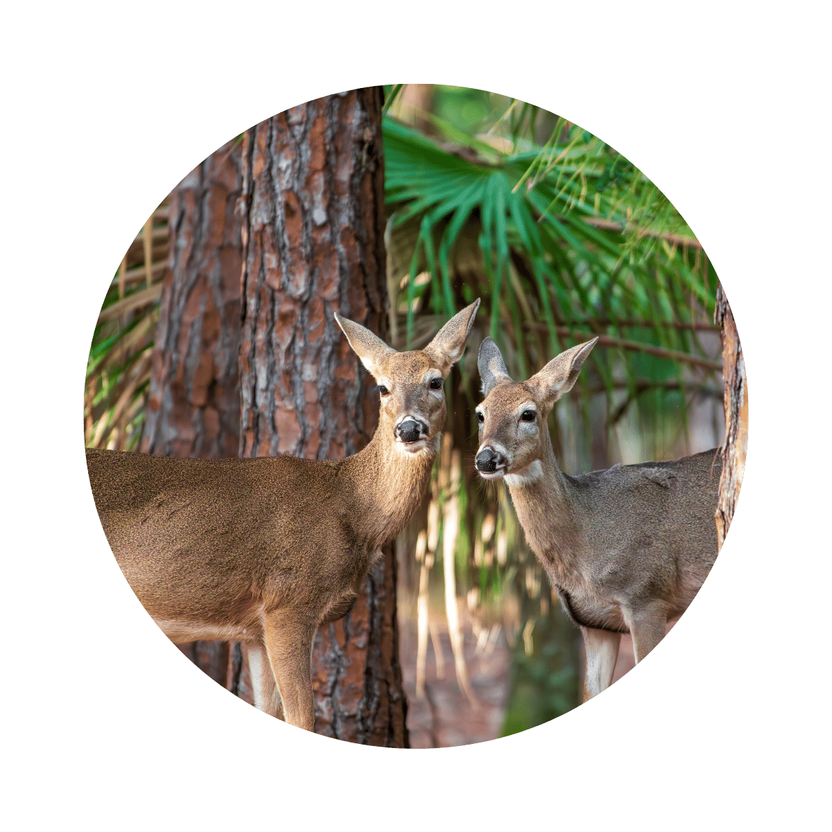 Deer circular image