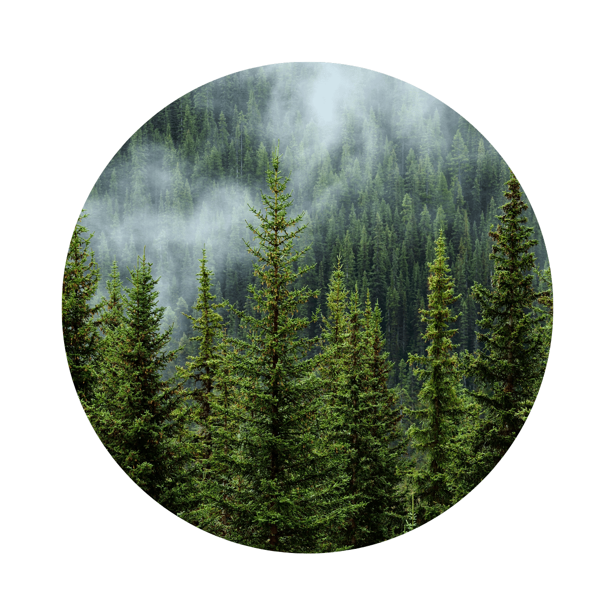 Forest circular image