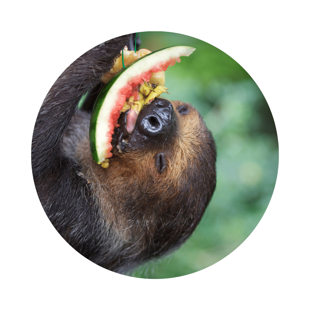 Sloth circular image