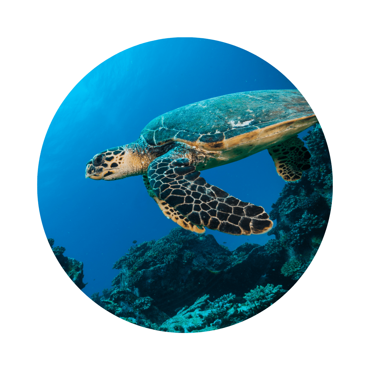 Turtle circular image
